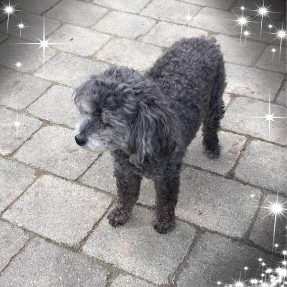 Meet your Posher, Peggy - Picture 1 of 1